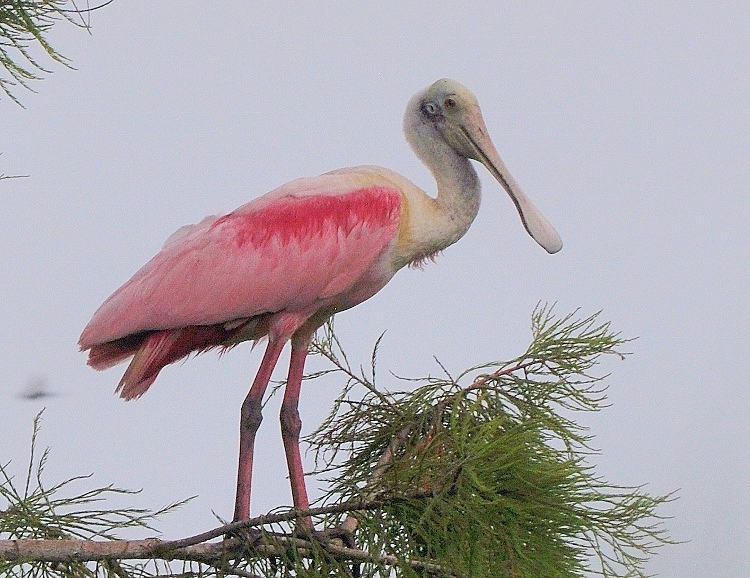 spoonbill